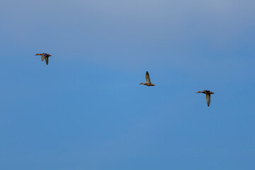Three mallard ducks flying in blue sky