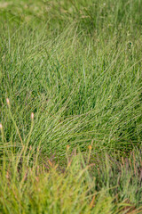 Vibrant green grasses stretch across open fields, dancing lightly as the warm wind whispers through
