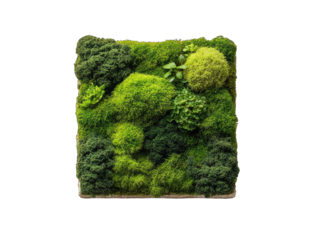 Square arrangement of various mosses and small plants