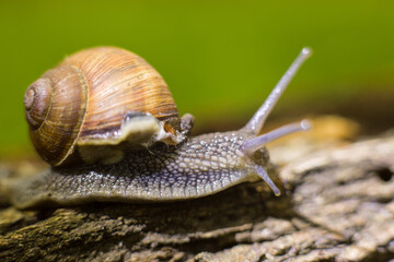 Helix pomatia or Roman snail, edible snail. Close-up of grape snails on tree bark in a natural forest environment. The image captures the texture of the snail shells and rough bark surface.
