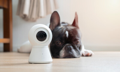 An adorable French bulldog lying on the floor while looking at a white CCTV security camera