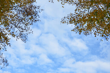 Autumn trees in the blue sky with light fuffy clouds landscape. Autumn ,nature, environment .Free copy space.