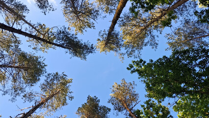Forest tree crowns against blue sky.