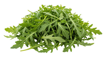 Isolated Fresh Arugula Pile