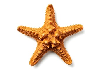 Starfish on White Background