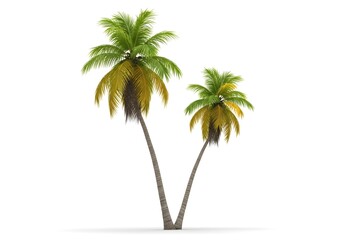 Obraz premium Tropical Palm Trees Isolated on White
