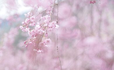 桜と空の背景イメージ、枝垂桜