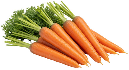 Isolated Fresh Carrots with Green Tops