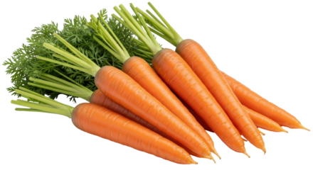 Isolated Fresh Carrots with Green Tops