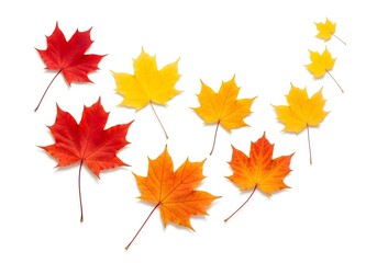 Fototapeta premium Autumn Maple Leaves on White Background