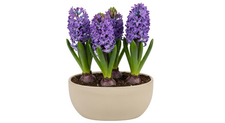 Isolated Hyacinths in vase