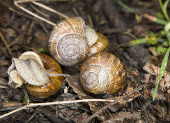 Helix pomatia or Roman snail, edible snail. Close-up of grape snails on tree bark in a natural forest environment. The image captures the texture of the snail shells and rough bark surface.