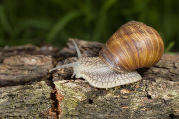 Helix pomatia or Roman snail, edible snail. Close-up of grape snails on tree bark in a natural forest environment. The image captures the texture of the snail shells and rough bark surface.