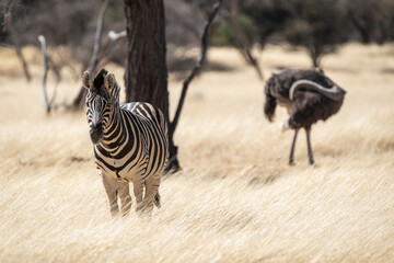 Zèbre et autruche dans une réserve animalière en Namibie