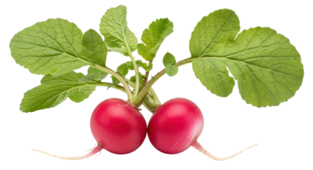 Isolated Two Fresh Radishes with Leaves