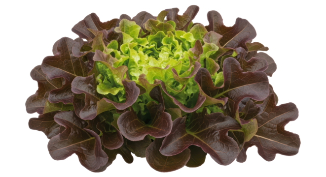 Isolated red leaf lettuce head