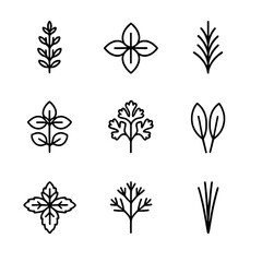 Culinary Herbs Icons. Outline icon set of thyme culinary herbs: thyme, basil, rosemary, oregano, parsley, sage, mint, dill, chives