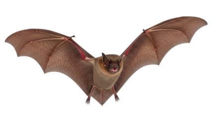 Isolated Bat with Spread Wings