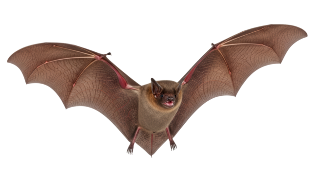 Isolated Bat with Spread Wings