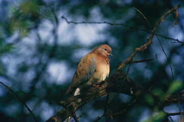brown dove sitting on tree branch 