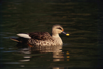 spot billed duck in water 