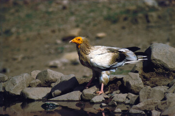 Egyptian vulture, white scavenger vulture, pharaoh's chicken