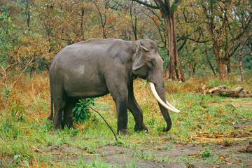 Fototapeta premium elephant tusker in forest 