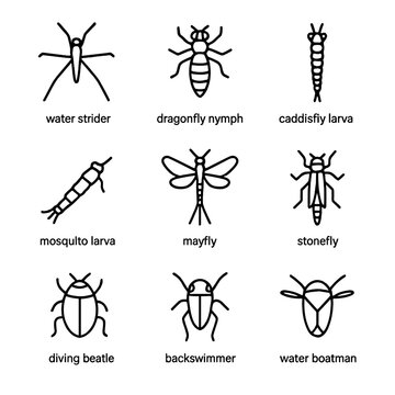 Aquatic Insect Icons. Outline icon set of aquatic insects: water strider, dragonfly nymph, caddisfly larva, mosquito larva, mayfly