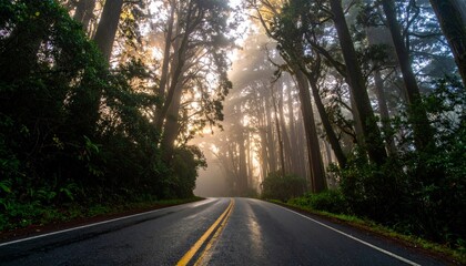 Obraz premium A lonely road through a misty forest at dawn