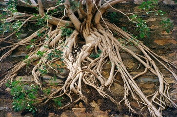 roots of a tree