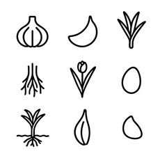 Garlic Anatomy Icons. Outline icon set of garlic plant anatomy: bulb, clove, stem, roots, leaves, flower bud, seed, husk, soil.