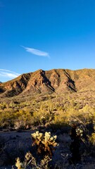 Obraz premium Desert landscape with mountains under a clear blue sky; foreground shows cacti and desert flora
