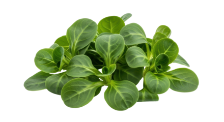 Isolated Lamb's Lettuce