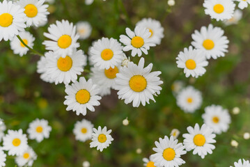 Obraz premium Beautiful wild meadow daisies, natural spring and summer landscape, close-up macro photography.