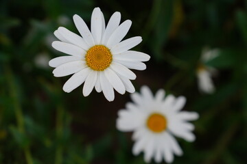 white daisy flower