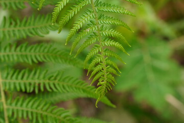 green fern leaves