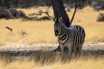 Zèbre dans une réserve animalière en Namibie