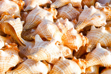 Discover stunning orange and white conch shells with spiral patterns. Perfect for beach decor, crafts, souvenirs, and ocean-inspired home decoration.