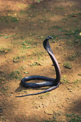 snake on the ground