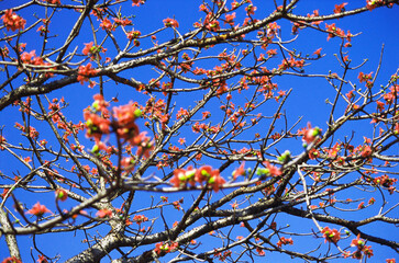 red silk cotton tree 
