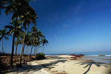 tropical beach with palm trees