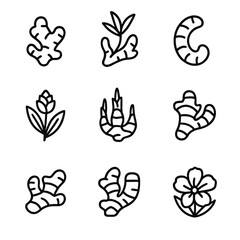 Fototapeta premium Ginger Icon Grid. Outline icon set of ginger varieties: common ginger, young ginger, yellow ginger, red ginger, wild ginger, Thai