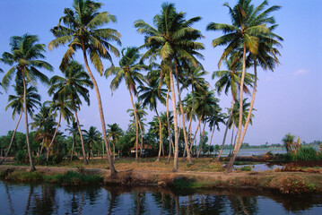 Obraz premium palm trees on the shore of the river