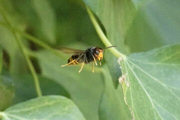 Frelon asiatique en vol