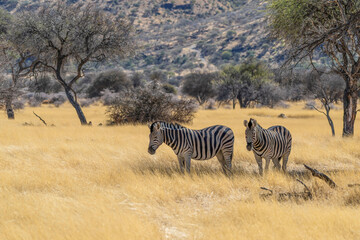 Naklejka premium Zèbres dans une réserve animalière