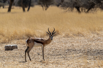 Springbok dans une réserve animalière en Namibie