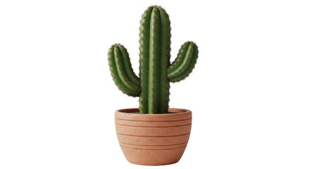 Isolated saguaro cactus in a pot