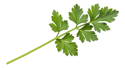 Isolated Sprig of Parsley