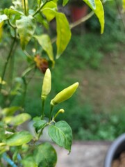 yellow peppers on the vine