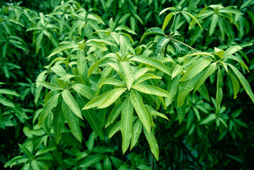 mango tree green leaves background 